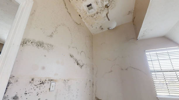 Mold Removal for HVAC Installations in Lattingtown, NY