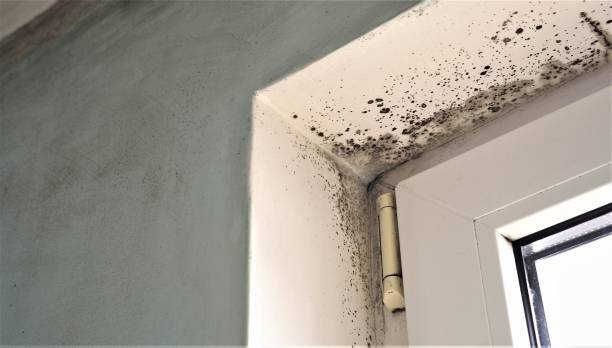 Best Attic Mold Removal  in Lattingtown, NY