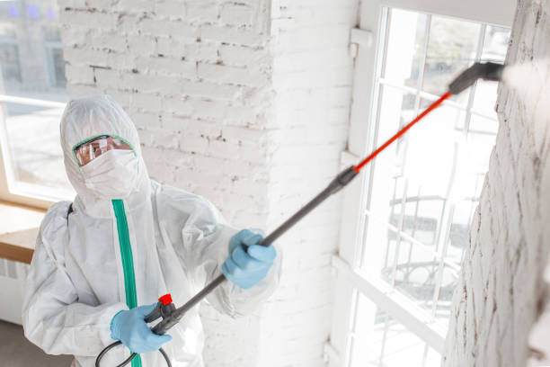 Best Mold Odor Removal Services  in Lattingtown, NY