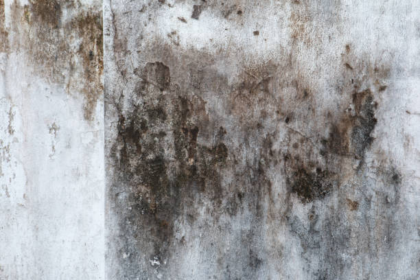 Best Biohazard Mold Removal  in Lattingtown, NY