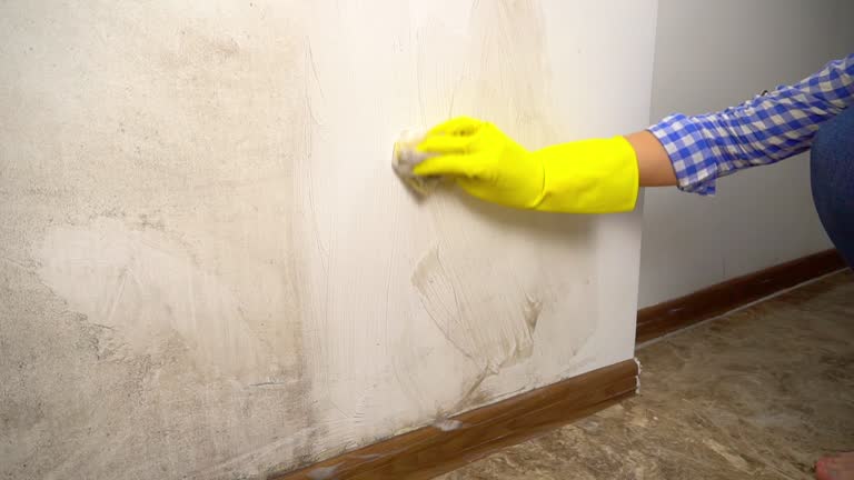 Best Mold Documentation for Insurance Claims  in Lattingtown, NY