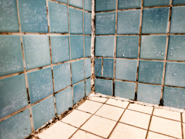 Best Water Damage & Mold Remediation  in Lattingtown, NY