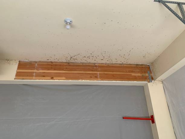 Best Mold Removal for HVAC Installations  in Lattingtown, NY