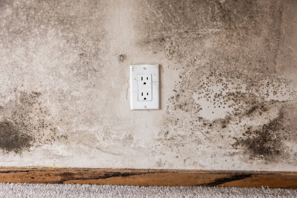 Best Mold Prevention Services  in Lattingtown, NY