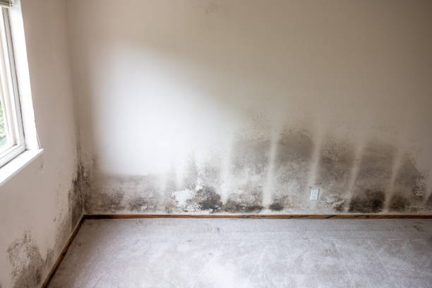  Lattingtown, NY Mold Removal Pros