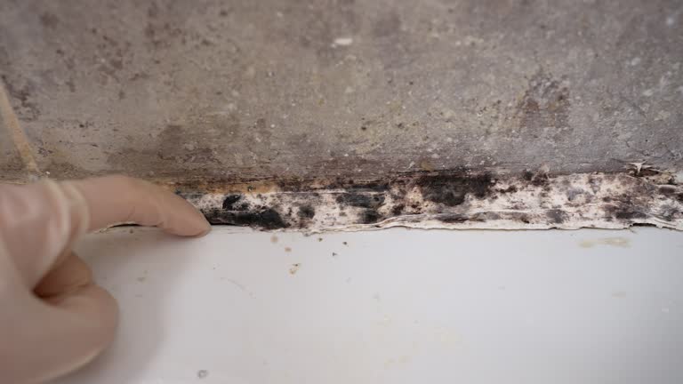 Best Commercial Mold Inspection  in Lattingtown, NY