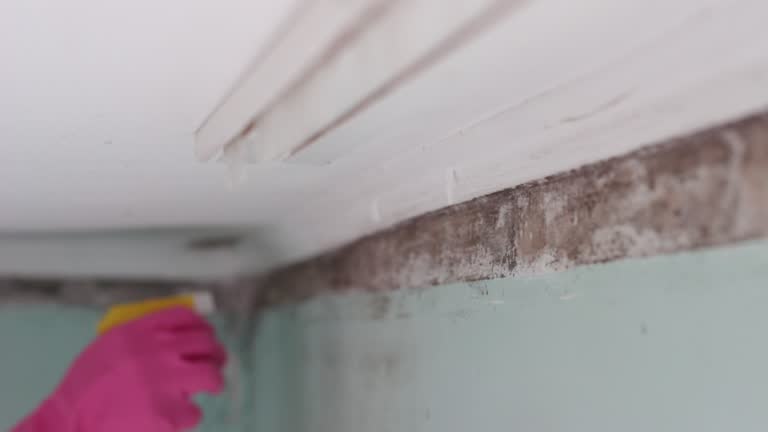 Best Mold Prevention Services  in Lattingtown, NY
