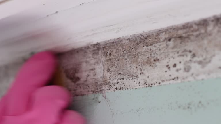 Best Residential Mold Inspection & Testing  in Lattingtown, NY